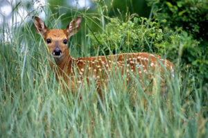 SAMUEL: How fawns survive